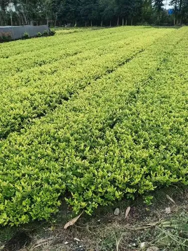 七个网球拍的英文